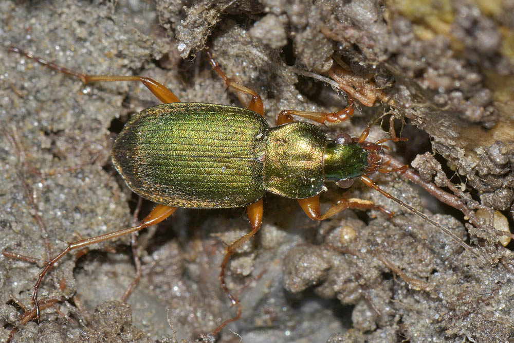 Chlaeniellus nitidulus